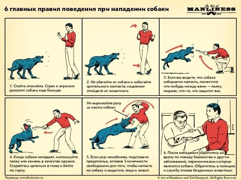 Действия при нападении бродячих собак: Неотложные действия