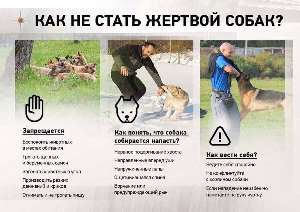 Если собака уже напала: Действия, которые необходимо предпринять