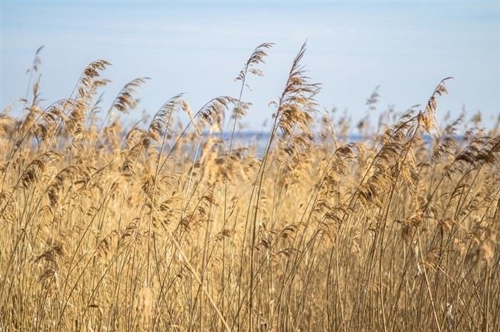 В каких случаях допускается прекращение владения наделом по закону